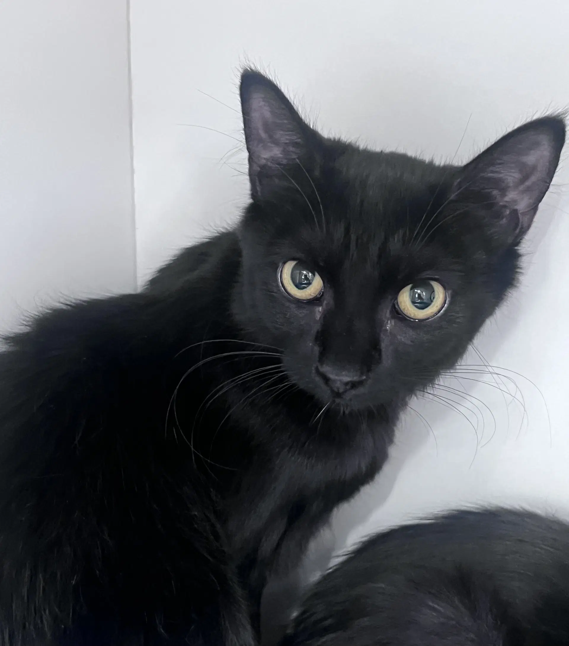 Chloe - Domestic Short Hair