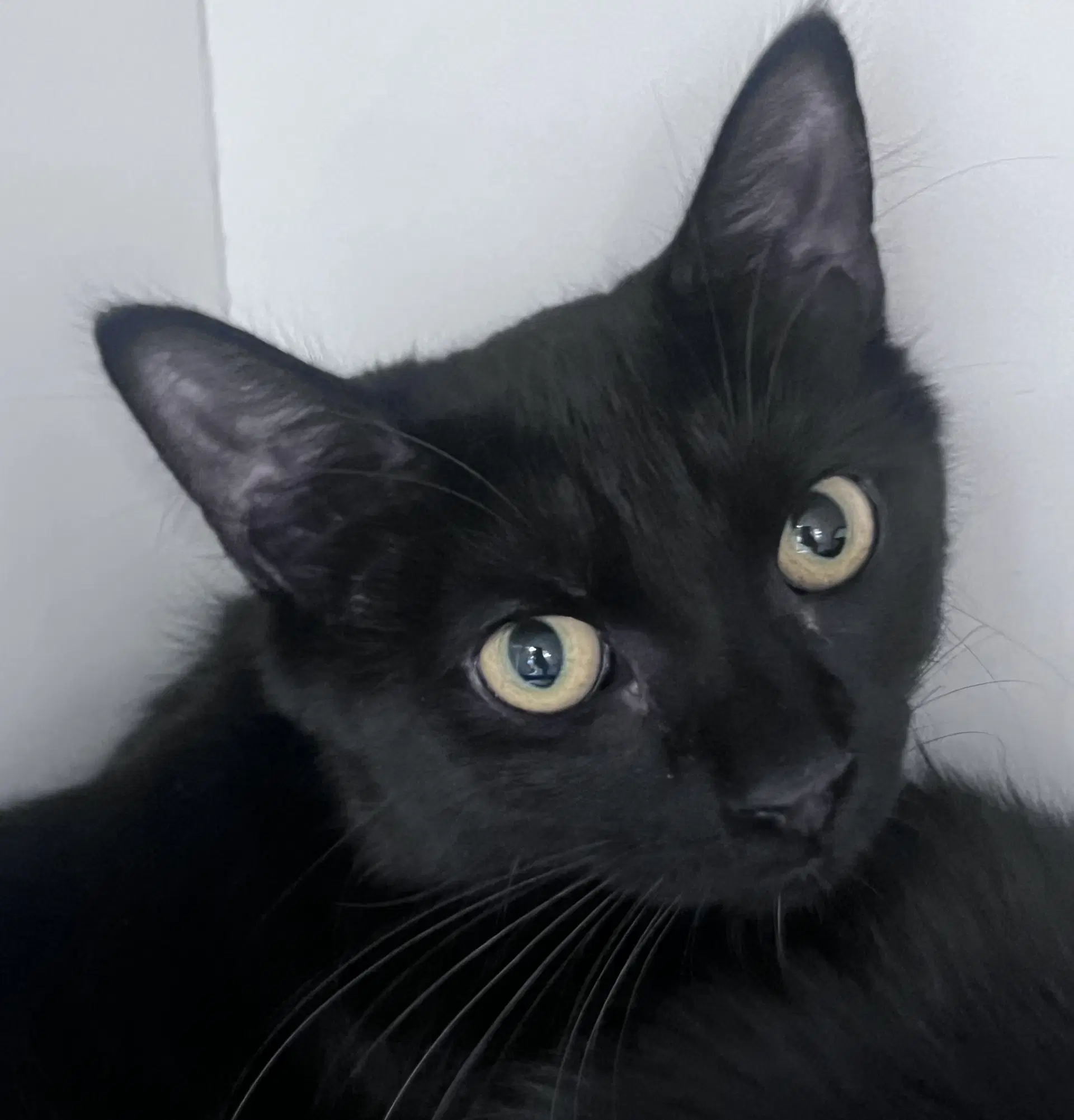 Chloe image 4