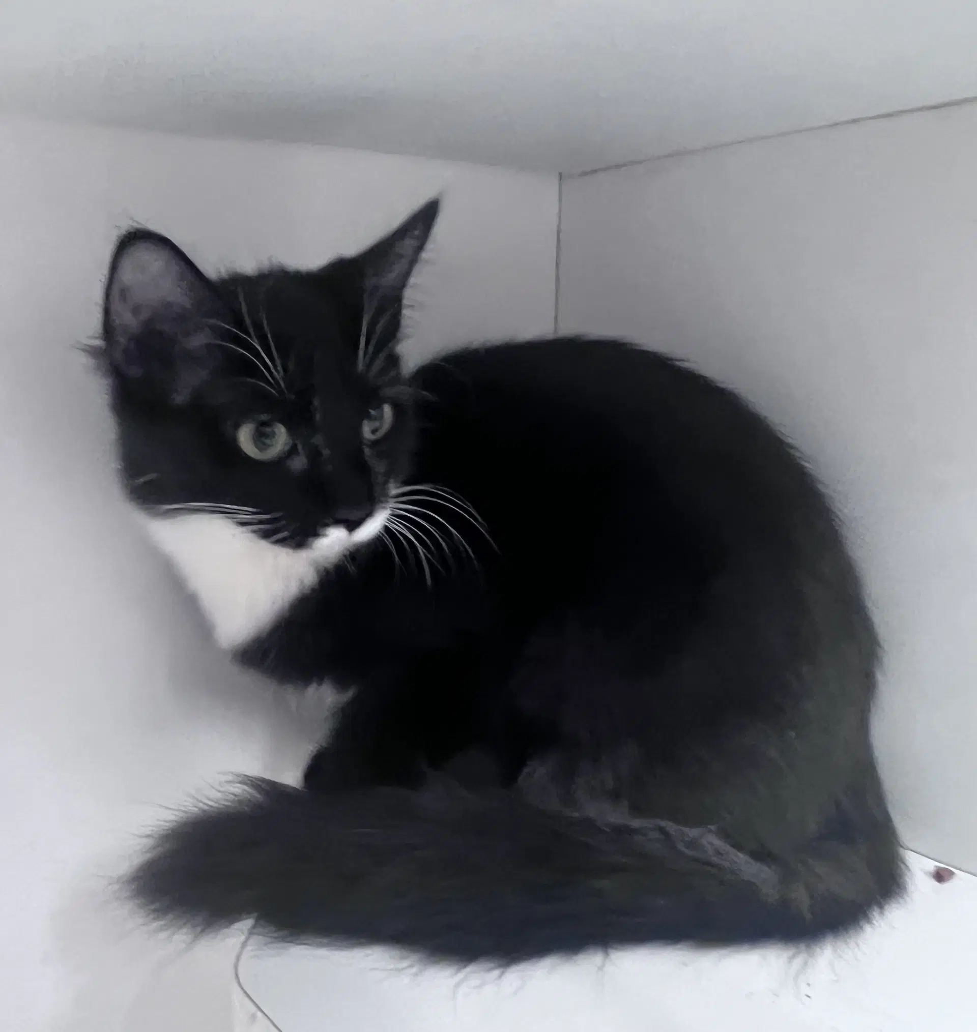 Abby - Domestic Short Hair