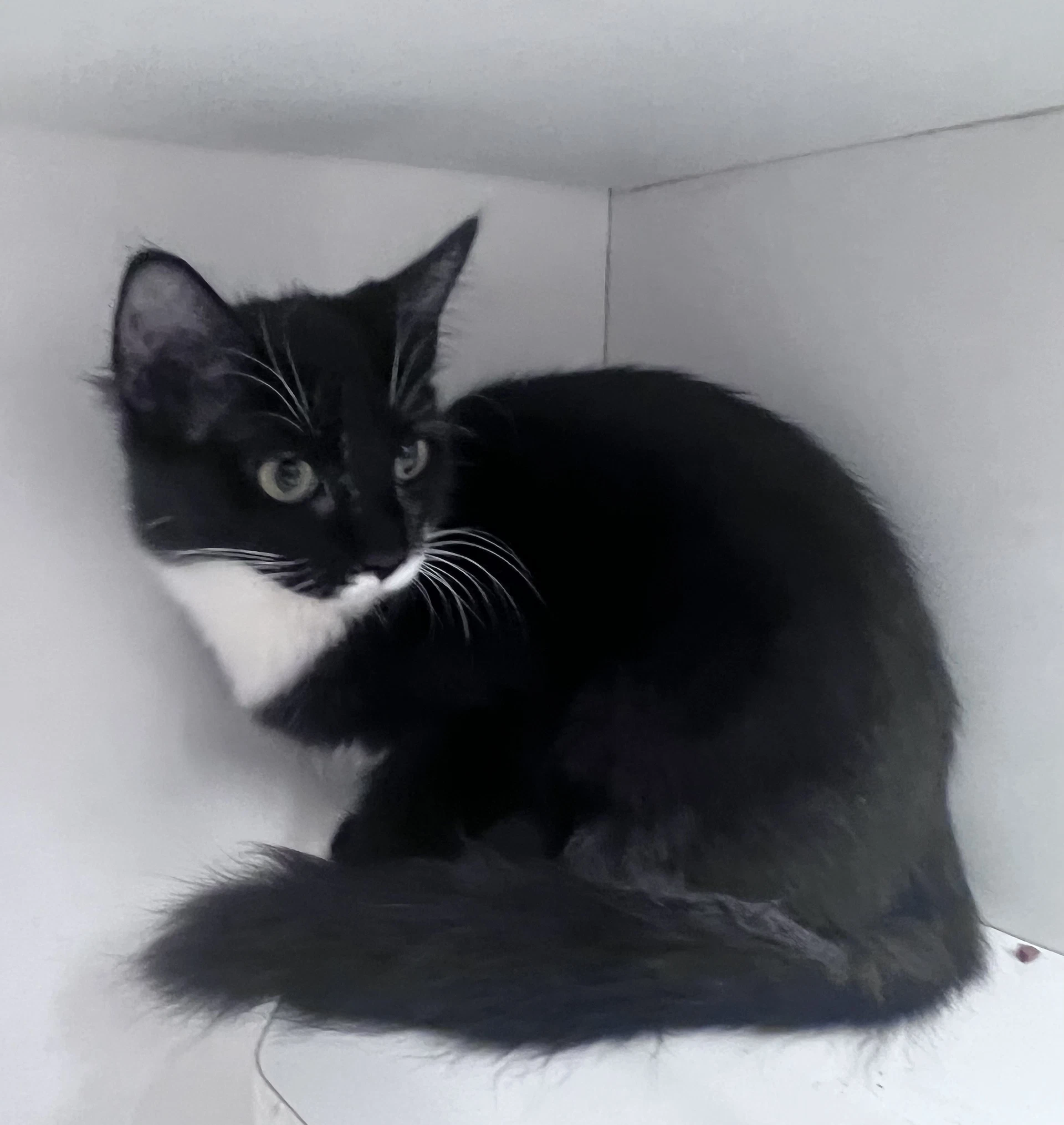 Abby
