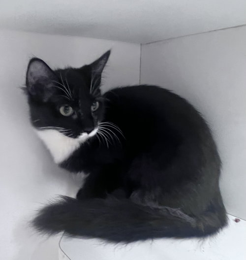 Abby, a cat for adoption from Rescue Ridge