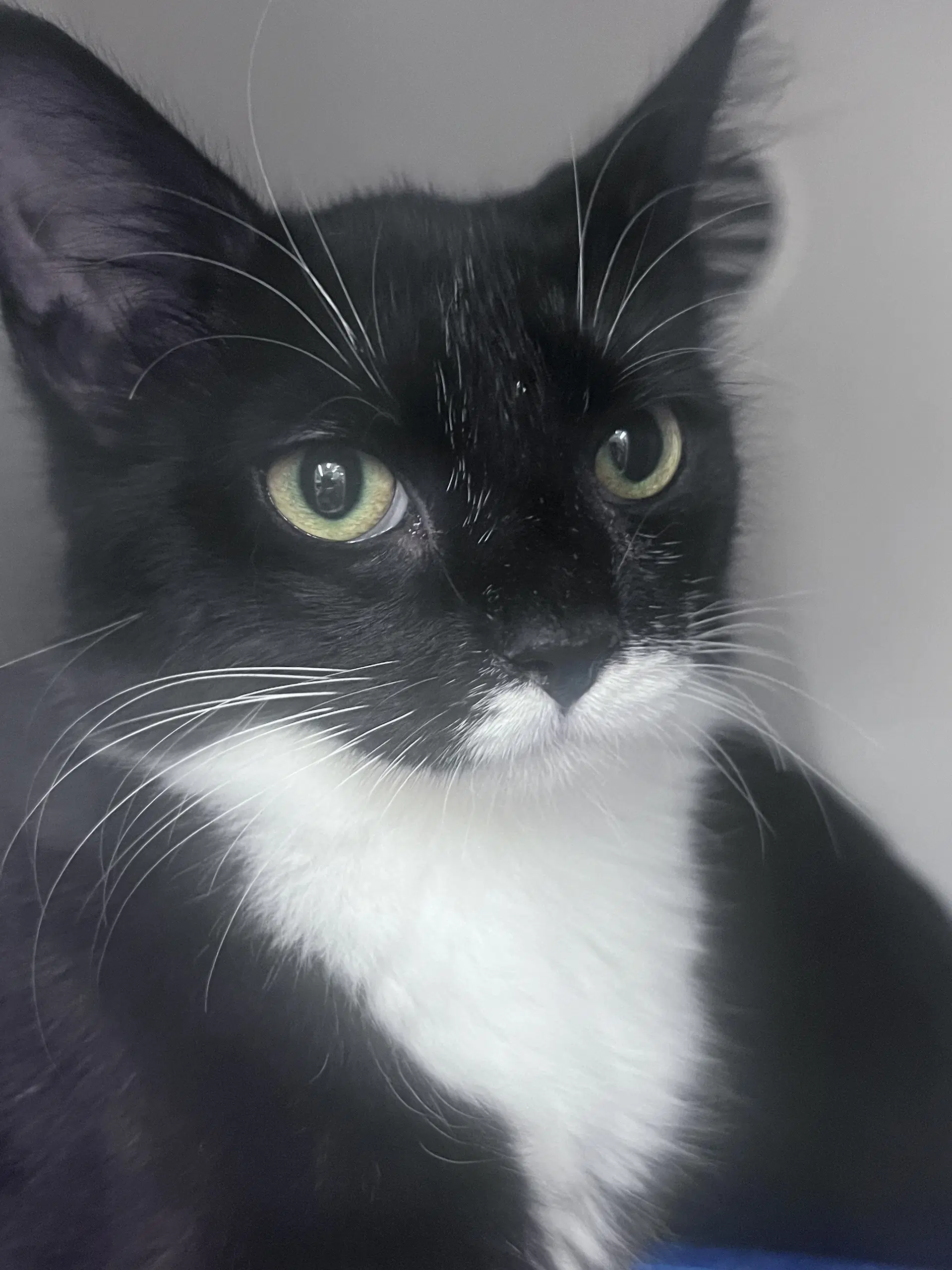 Abby image 2