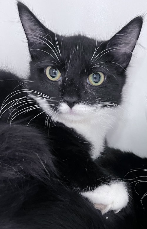Photo 4 of Abby