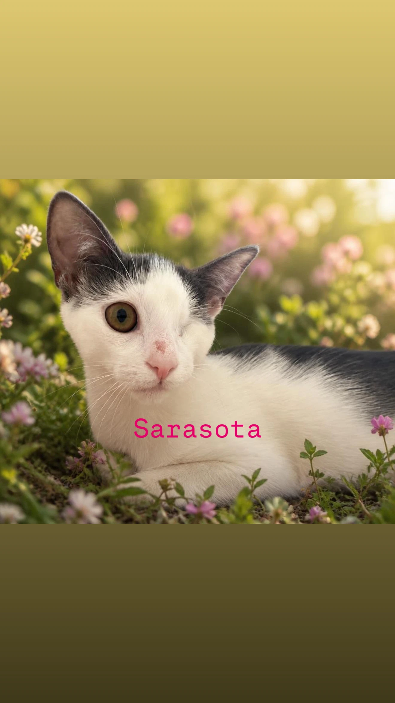 Sarasota