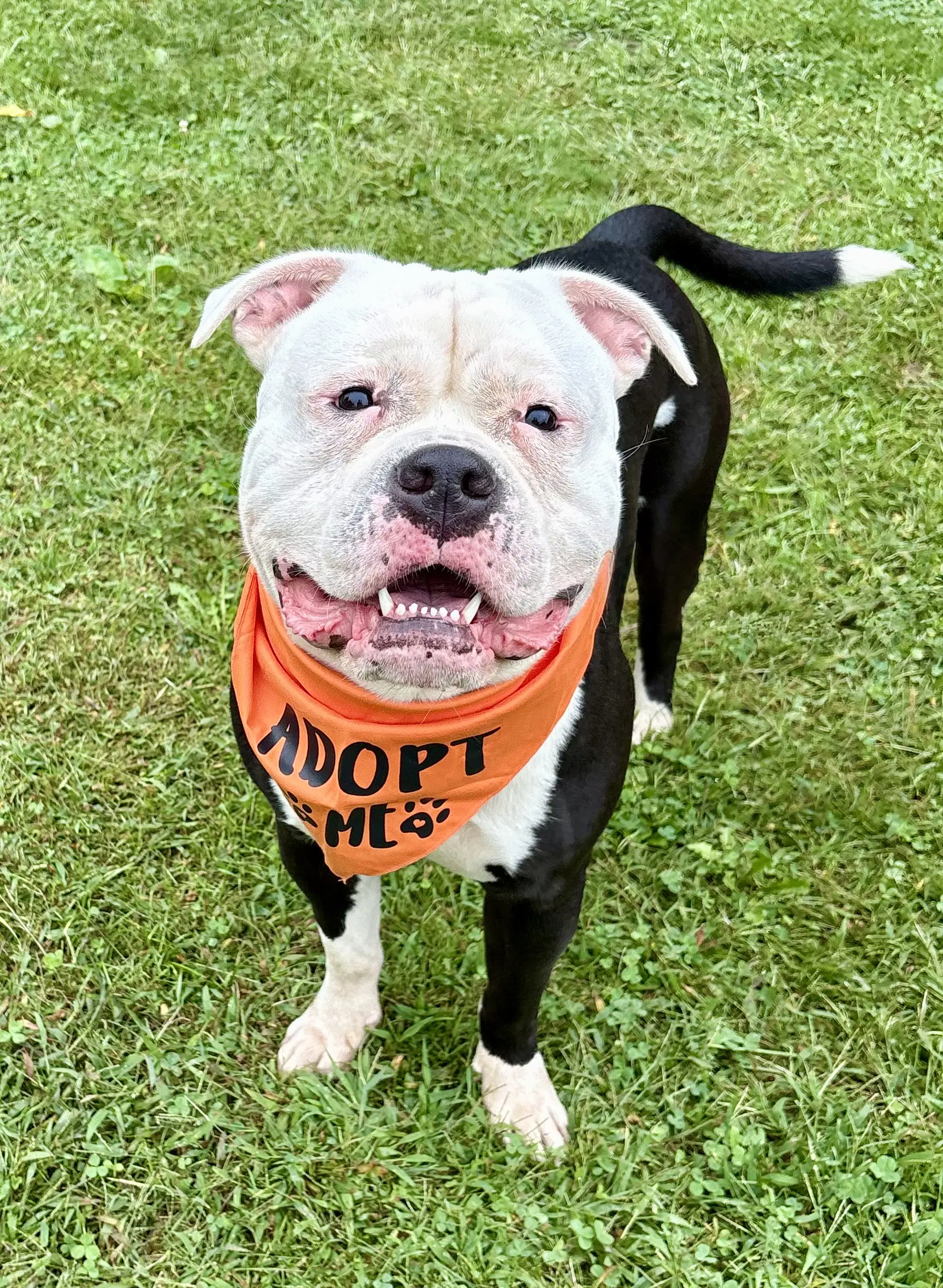 Cowboy - American Bulldog