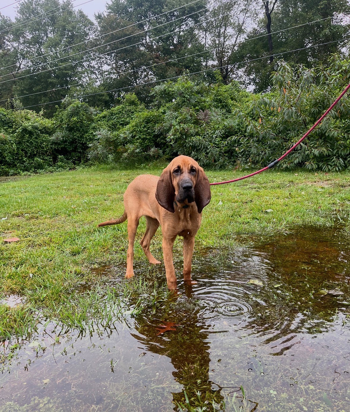 Maybelle, Hound