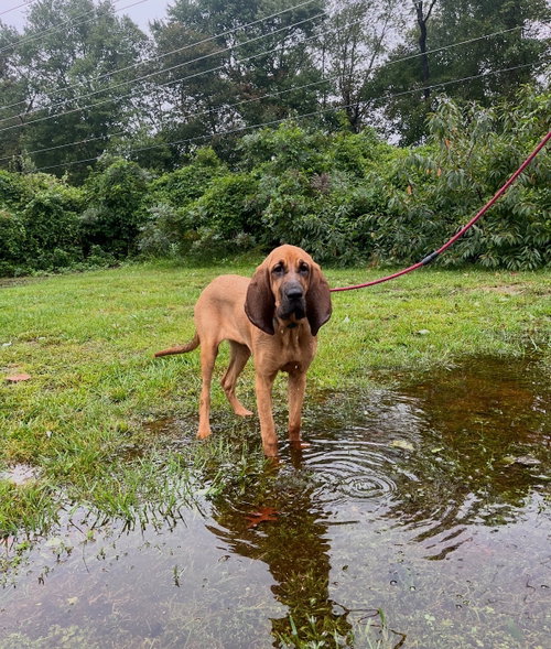 Maybelle, a dog for adoption from Rescue Ridge