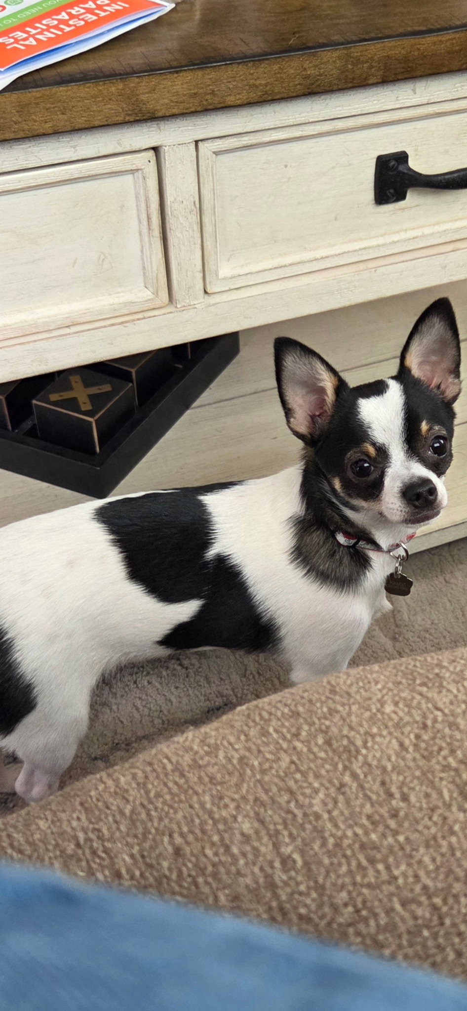 Puddles, Chihuahua