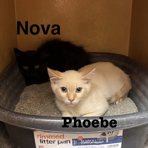 Photo 2 of Nova