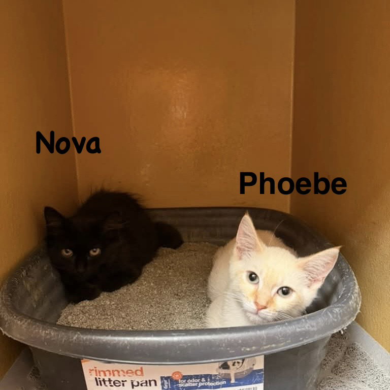 Phoebe, Siamese