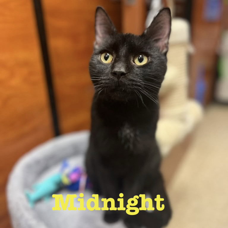 Midnight, Domestic Short Hair