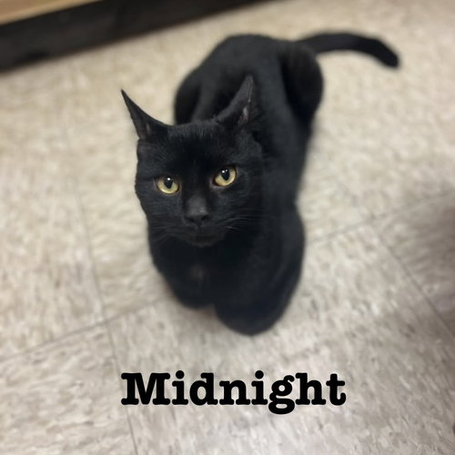 Photo 2 of Midnight