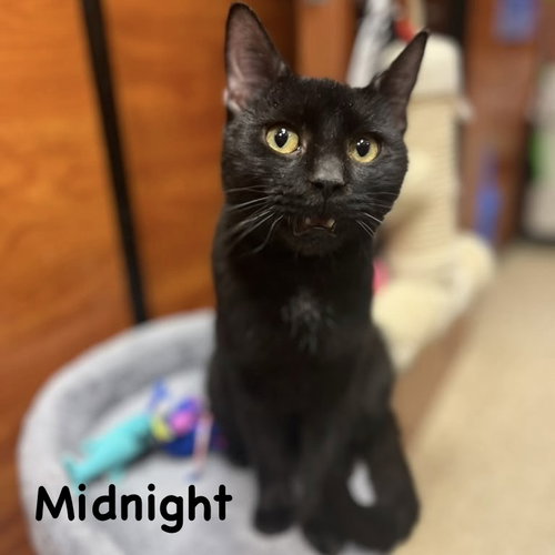 Photo 3 of Midnight