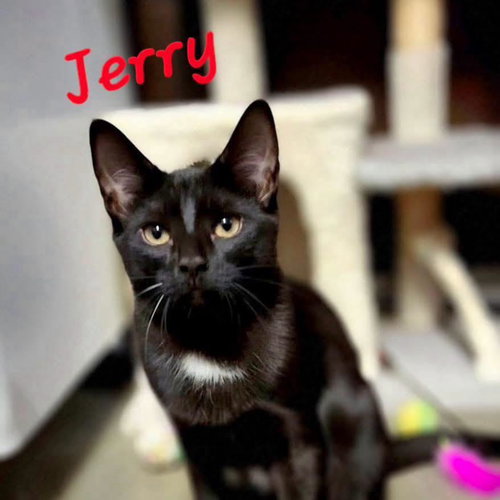 Jerry, a cat for adoption from Rescue Ridge