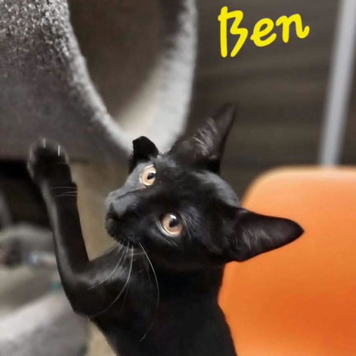 Ben, a cat for adoption from Rescue Ridge