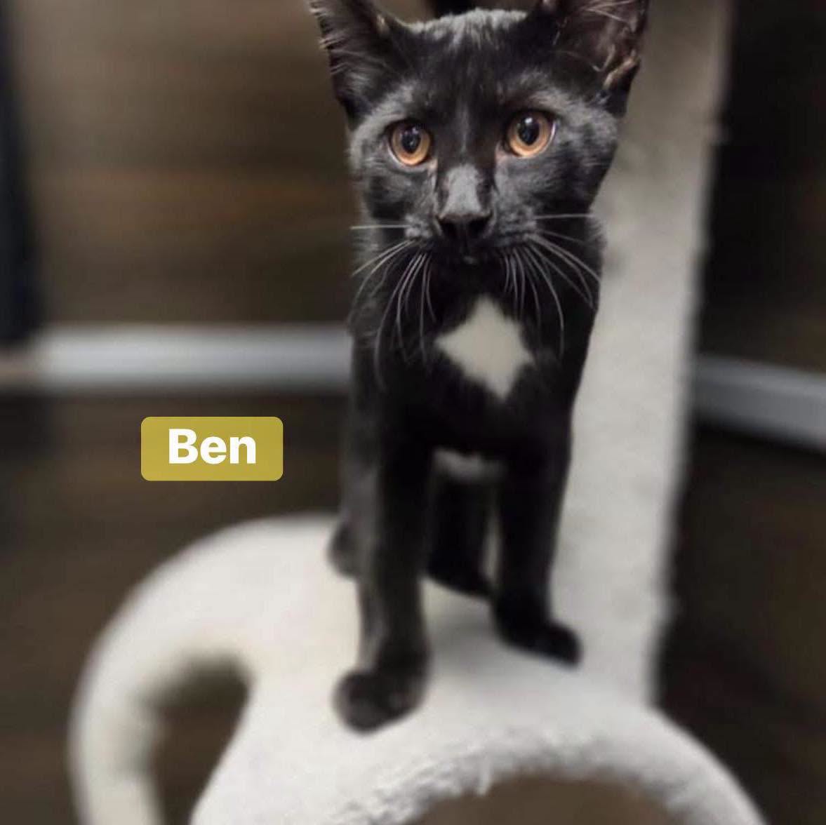 Ben, photo 2