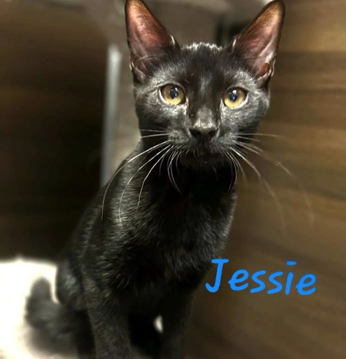 Jessie, a cat for adoption from Rescue Ridge