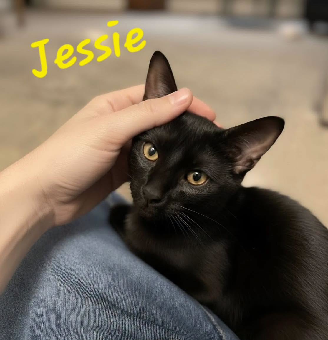 Jessie, photo 2