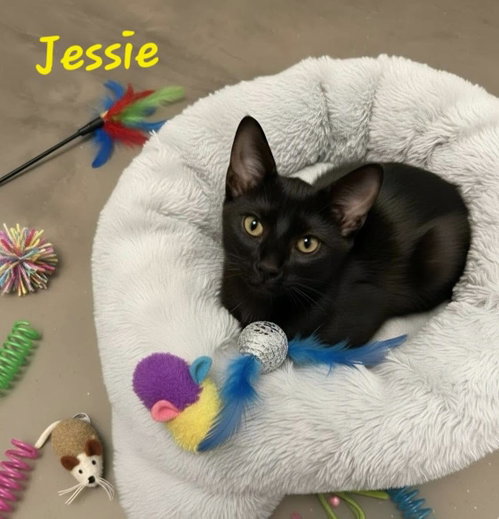 Photo 3 of Jessie