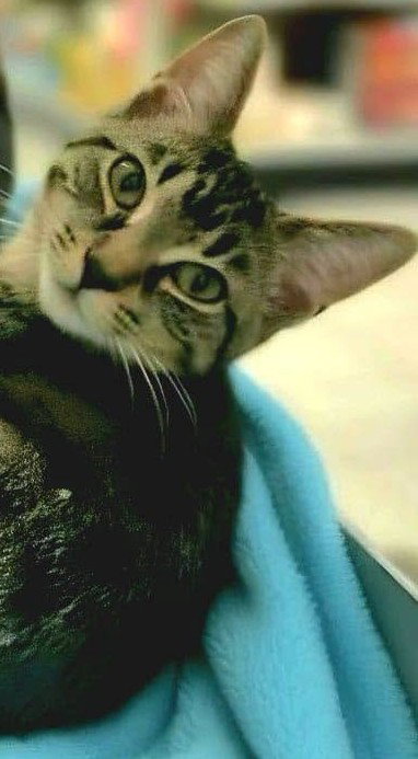 Bullseye, Domestic Short Hair