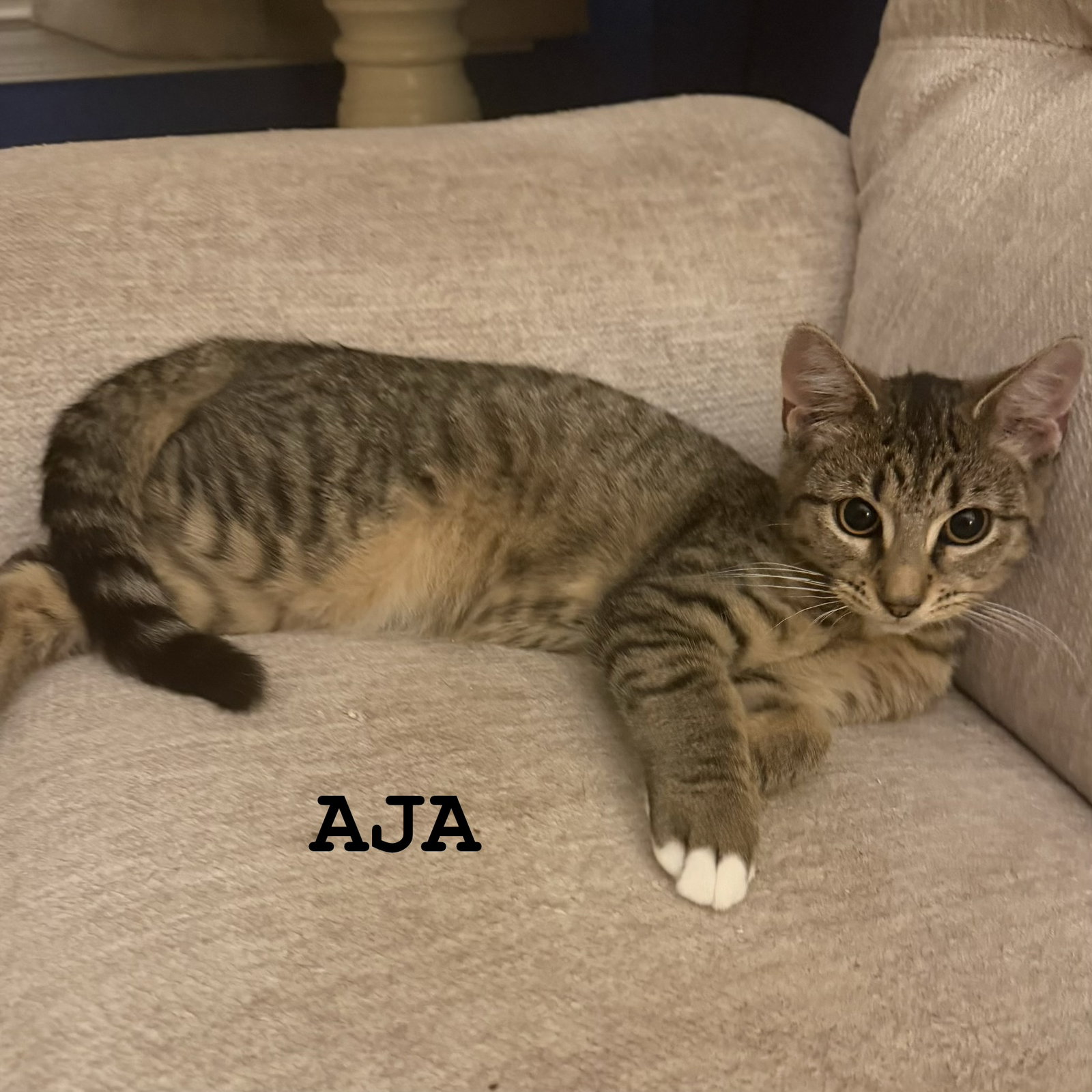 Aja, Domestic Short Hair