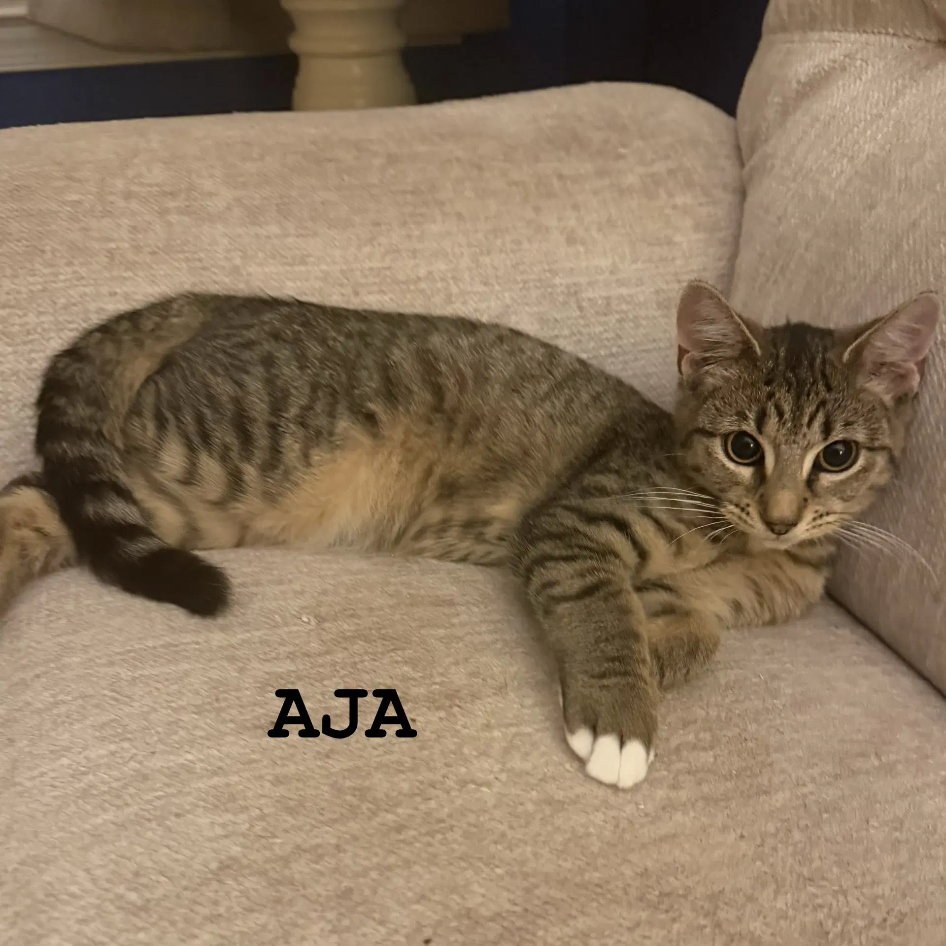 Aja - Domestic Short Hair