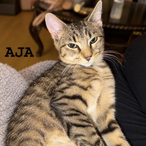 Photo 2 of Aja