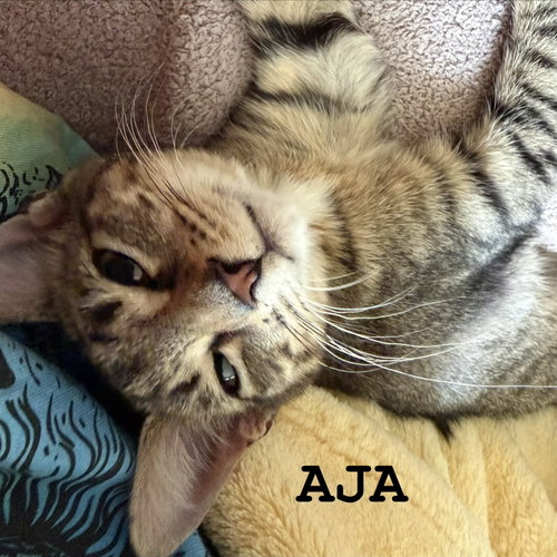 Photo 3 of Aja
