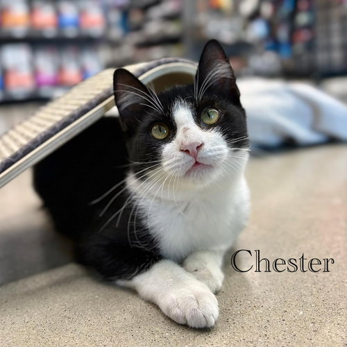 Chester, a cat for adoption from Rescue Ridge