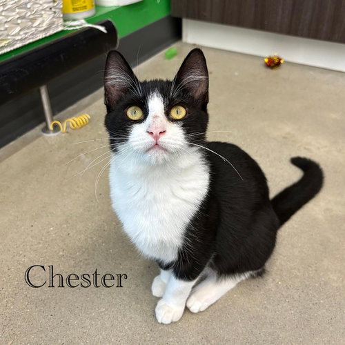 Photo 2 of Chester