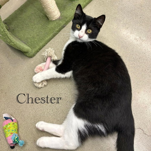 Photo 3 of Chester
