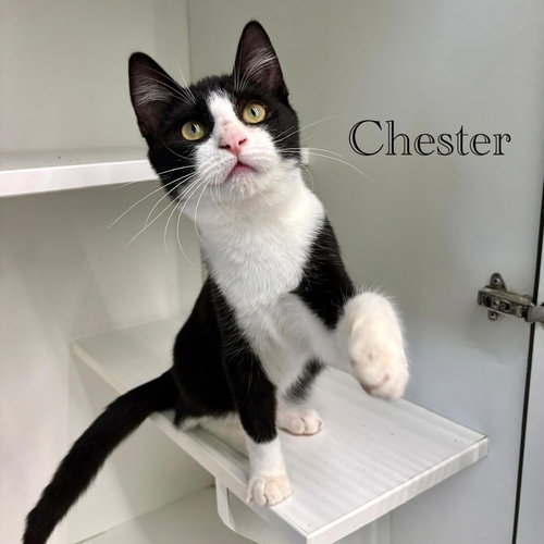 Photo 4 of Chester