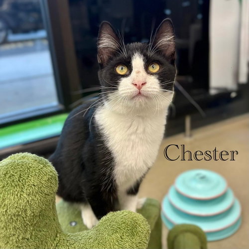 Photo 5 of Chester