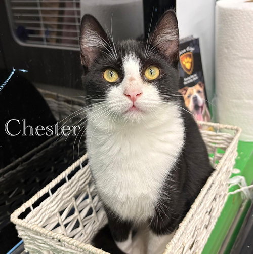 Photo 6 of Chester