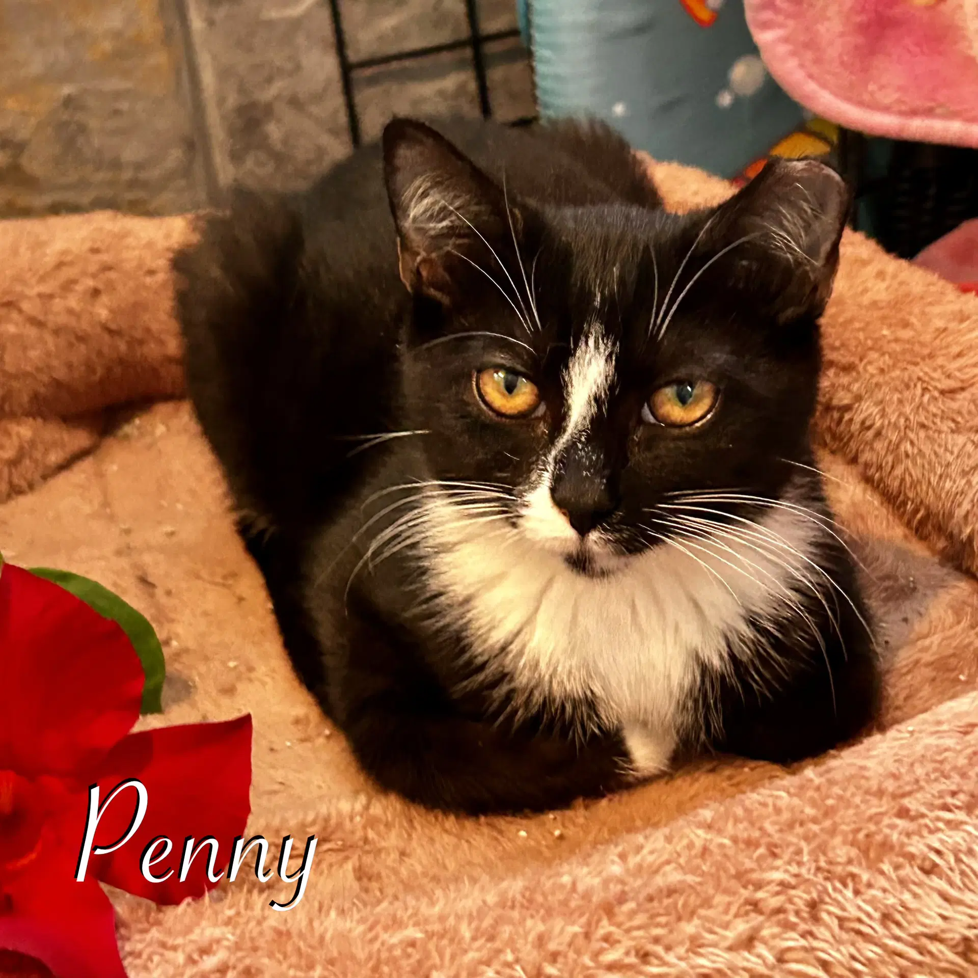 Penny - Domestic Short Hair