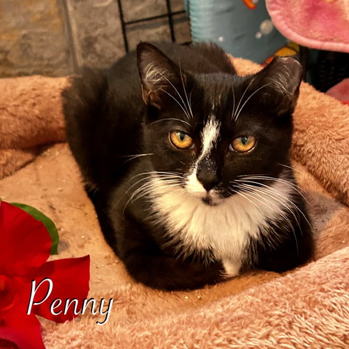Penny, a cat for adoption from Rescue Ridge