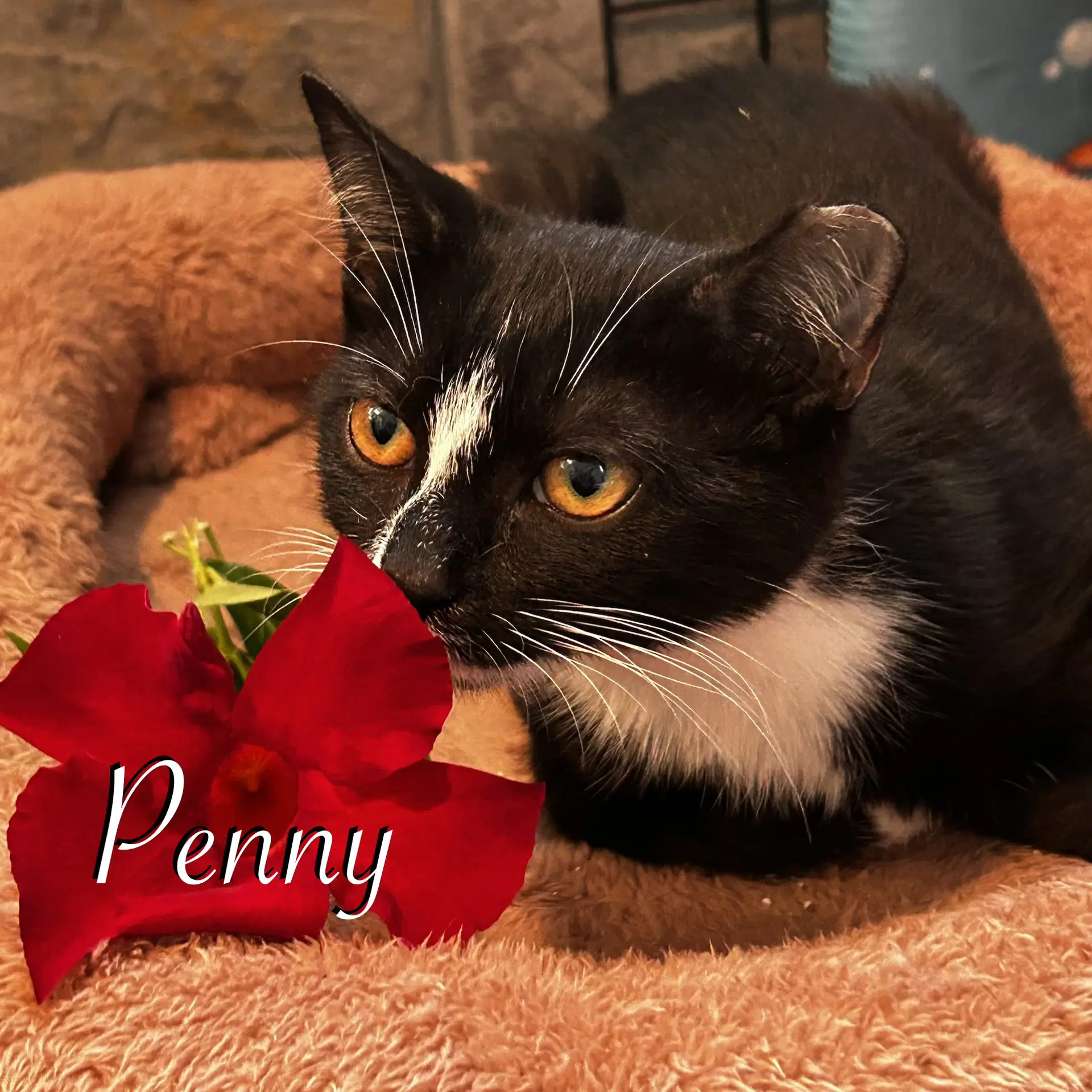 Penny image 3