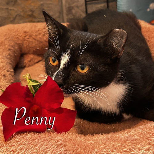 Photo 3 of Penny