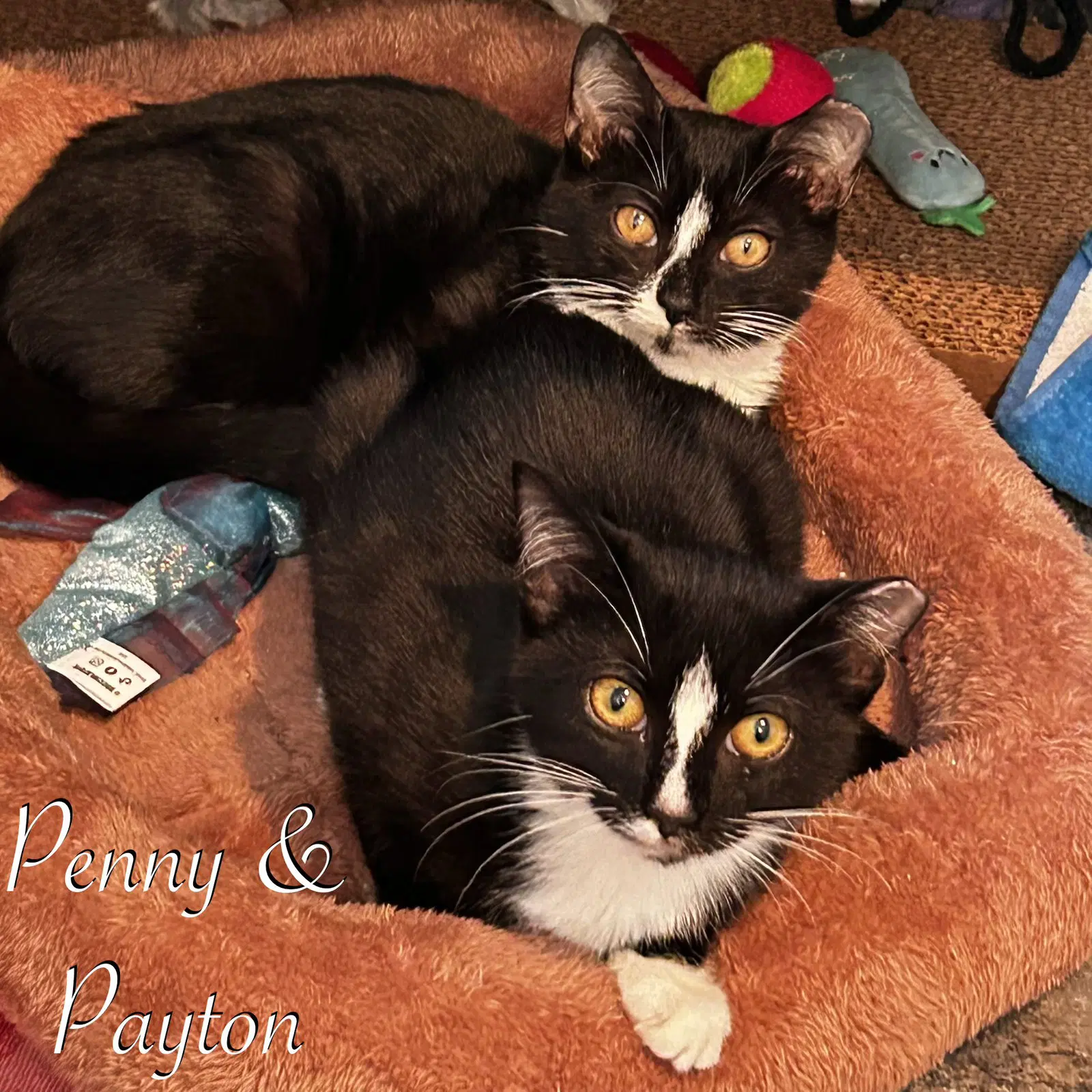 Payton image 2
