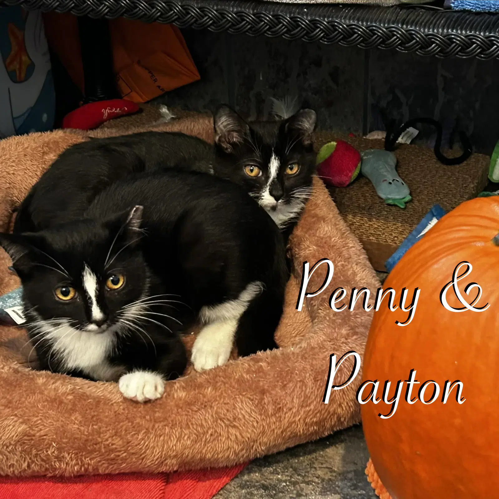 Payton image 4