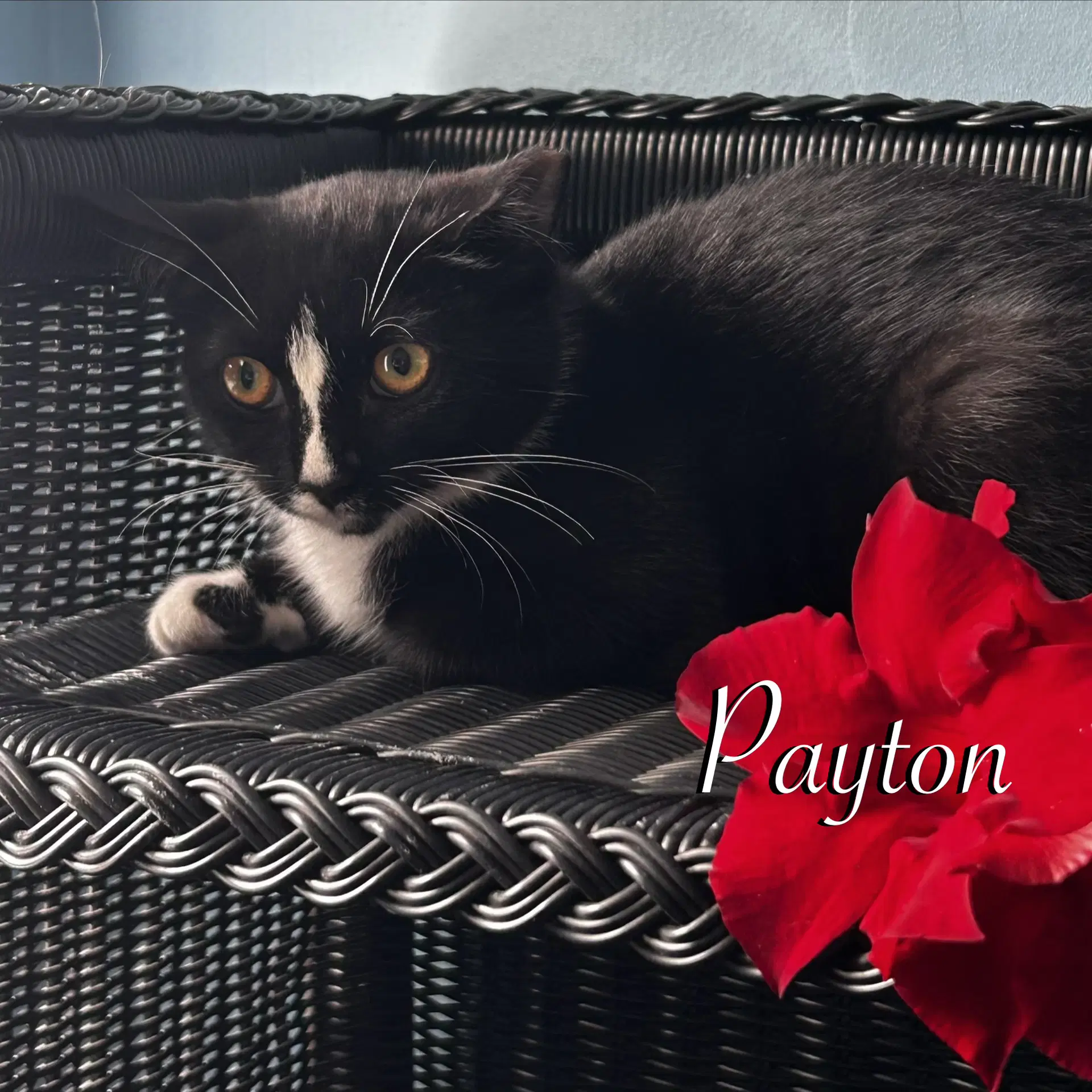 Payton - Domestic Short Hair