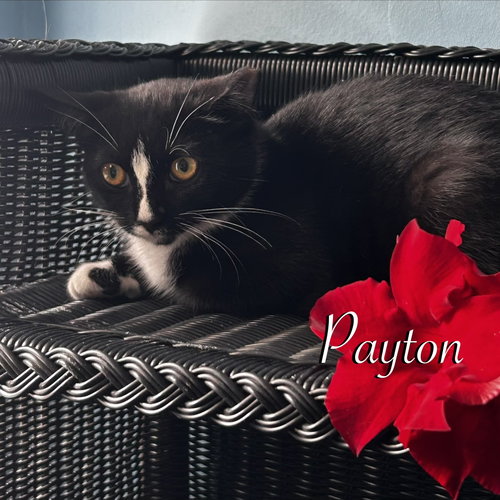 Payton, a cat for adoption from Rescue Ridge