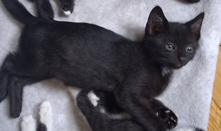 Photo 4 of Bambino