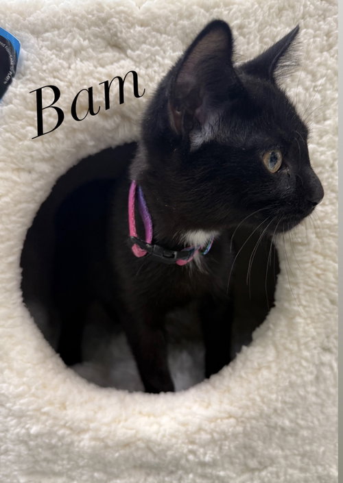 Photo 2 of Bambino