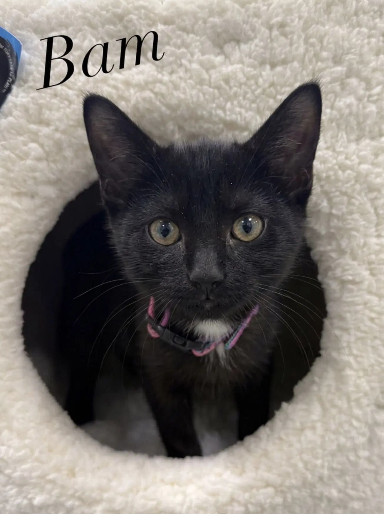 Bambino - Domestic Short Hair