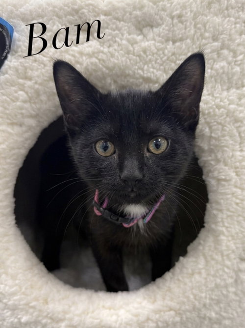 Bambino, a cat for adoption from Rescue Ridge