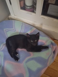 Ham, photo 3