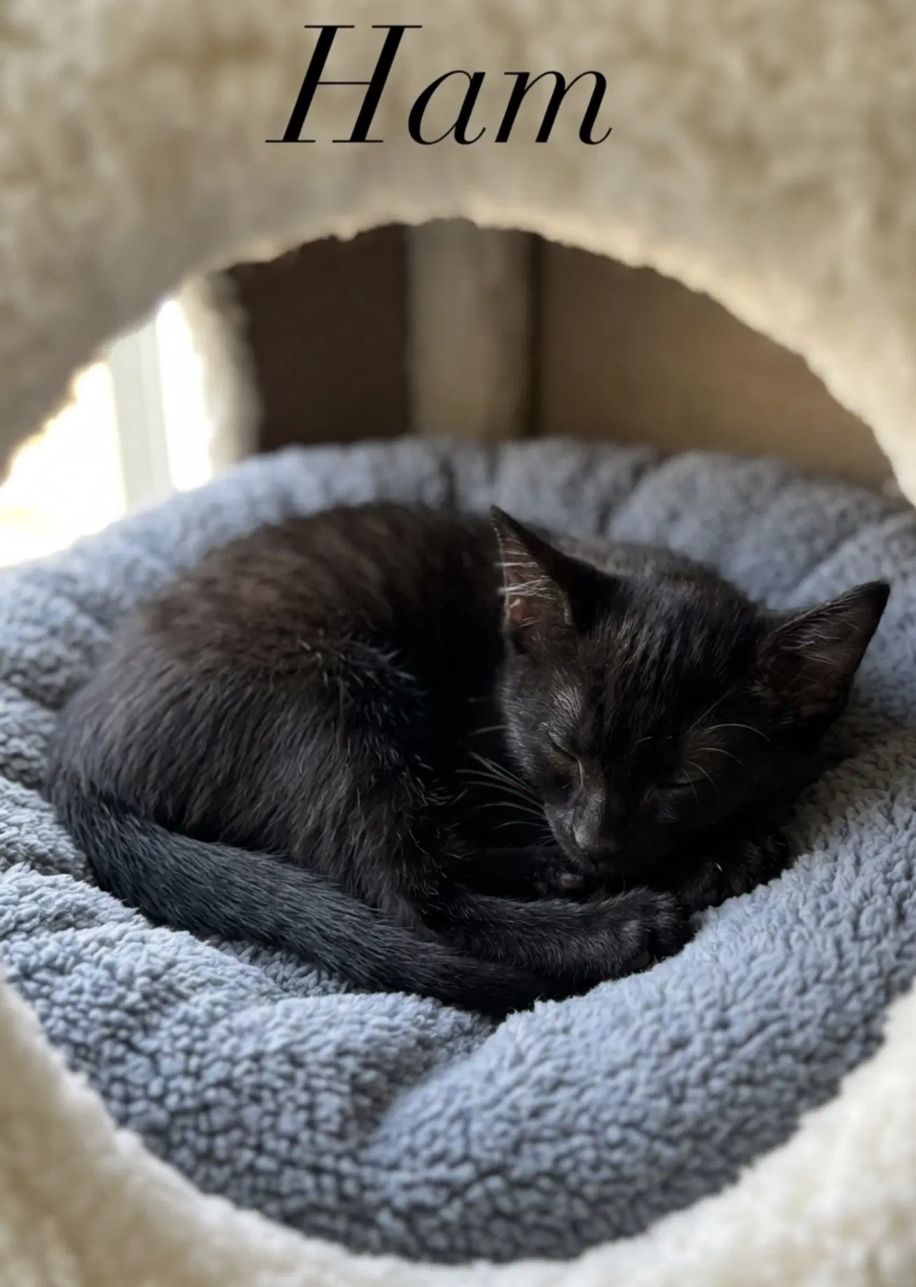 Ham - Domestic Short Hair