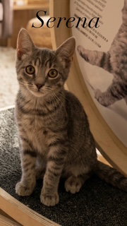 Photo 2 of Serena