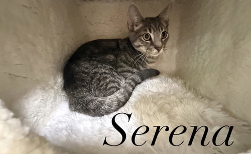 Photo 3 of Serena